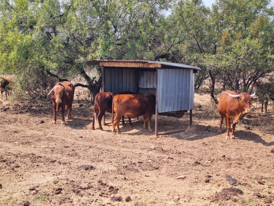 Commercial Property for Sale in Swartruggens North West